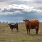 DEPOSIT - CUSTOM WHOLE BEEF